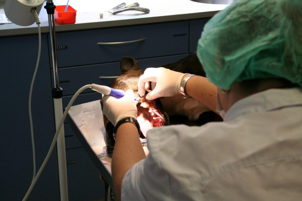 afbeelding Gebitsbehandeling