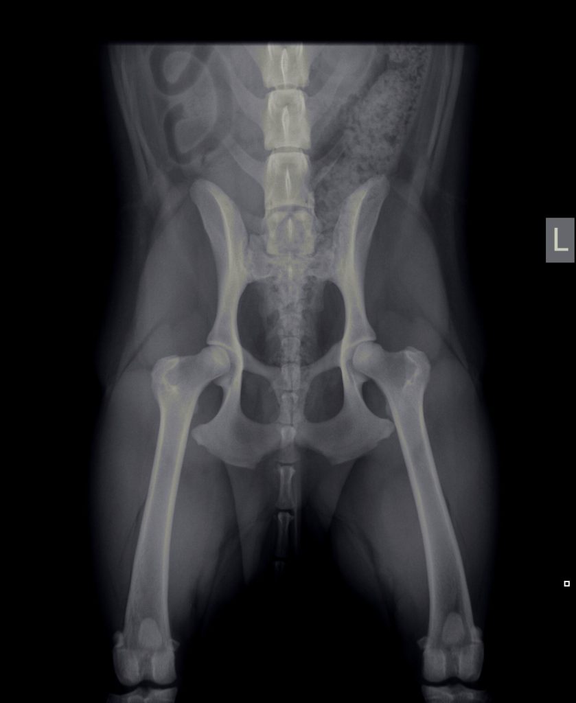 afbeelding Röntgenfoto’s