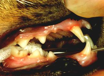 Een kattengebit die op gebitsvoer zoals T/D staat