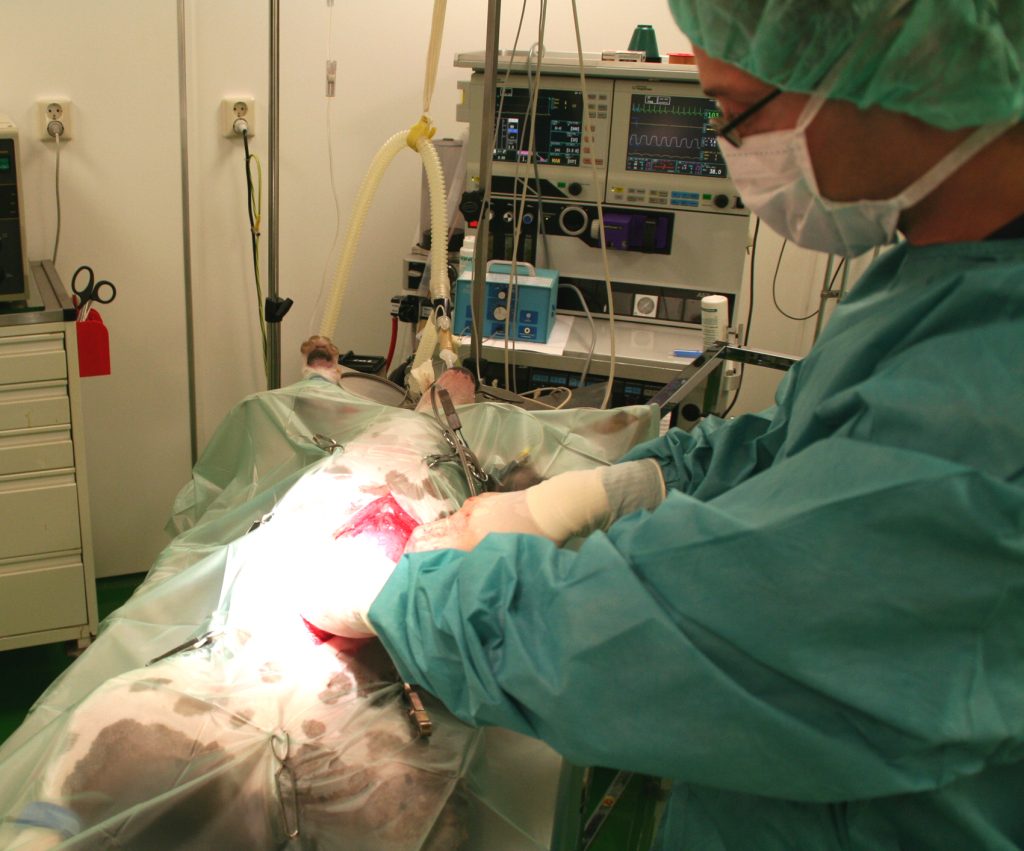 De dop wordt in de buik van de hond opgezocht