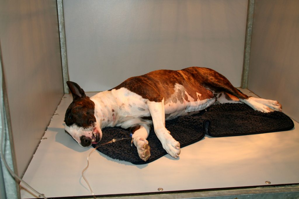 Bull terrier aan het herstellen van een maag operatie