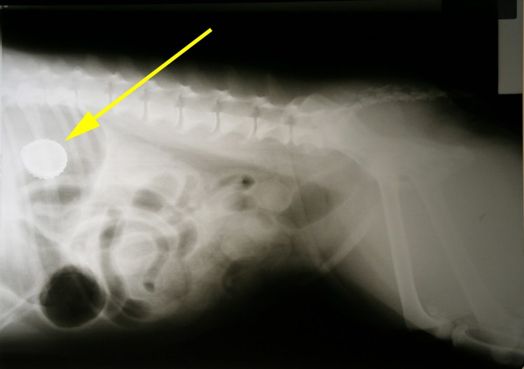 metaal in de maag van een hond. Dit kan heel goed de oorzaak zijn van het braken.