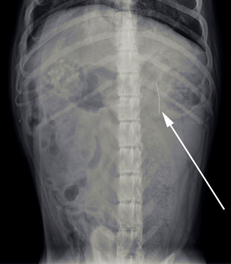 afbeelding Hond Boris heeft een naald ingeslikt