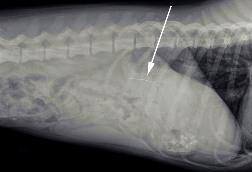 De naald zit in de maag van de hond, net als verschillende stukjes bot/steen.