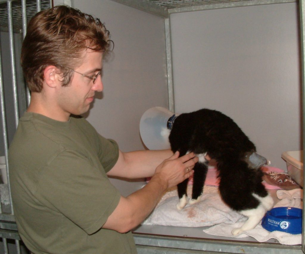 afbeelding Pietje, een aangereden kat.