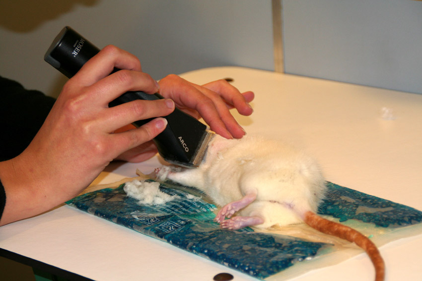 Dierenkliniek Tiel-Drumpt: De rat moet geschoren worden voordat de dierenarts de melkkliertumor kan verwijderen.