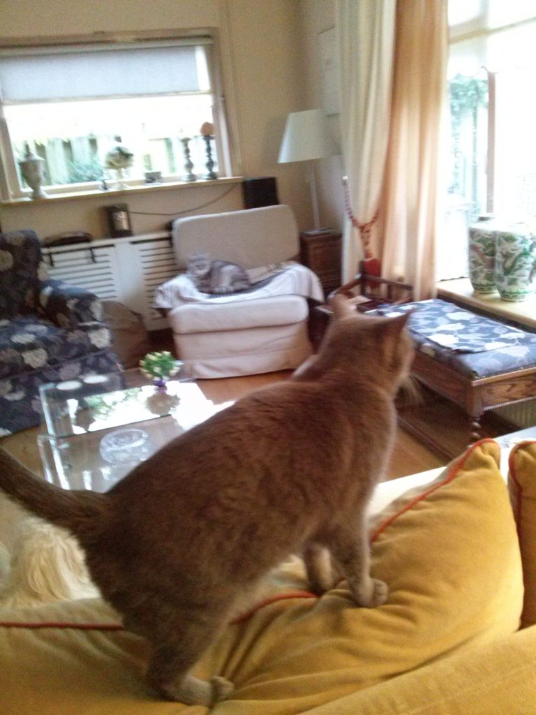 Rochard vlak na de operatie