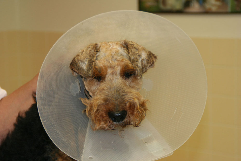 afbeelding Een reu die moeilijk tot niet kan plassen