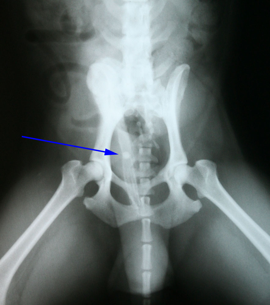 Door een 2e richting te maken kun je bevestigen dat hij echt in het penisbotje zit.