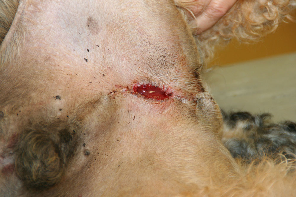 Dierenkliniek Tiel-Drumpt: Een reu die moeilijk tot niet kan plassen: Voortaan moet Jur via een andere opening plassen.