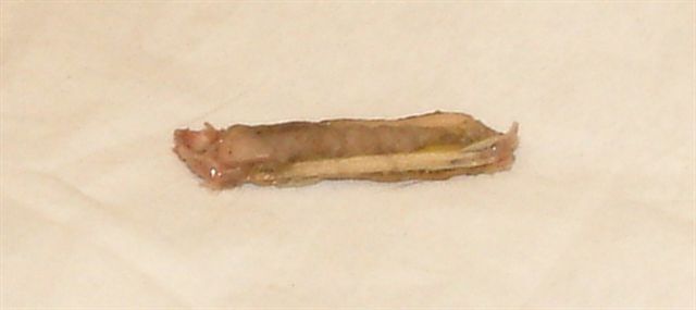 Het stokje wat klem had gezeten tussen de kiezen van Kobus de teckel.