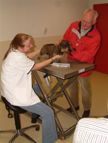 Kobus de teckel is bevrijd van het stokje in de bek.