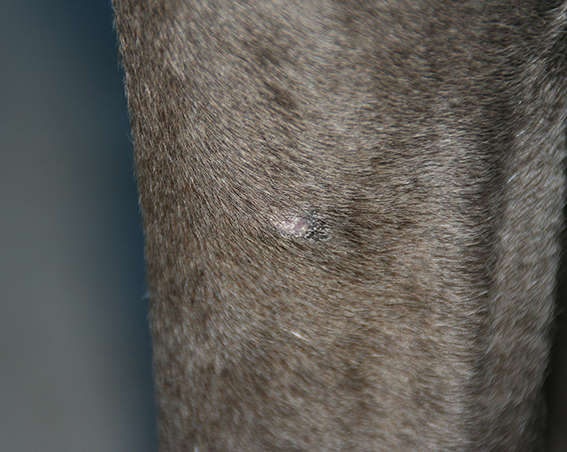 Tiel-Drumpt: Poot van de hond, na de behandeling tijdens het wrattenspreekuur