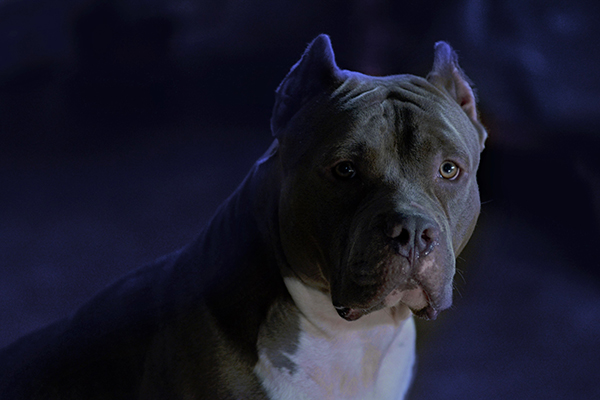 afbeelding Staffordshire’s versus Pitbull