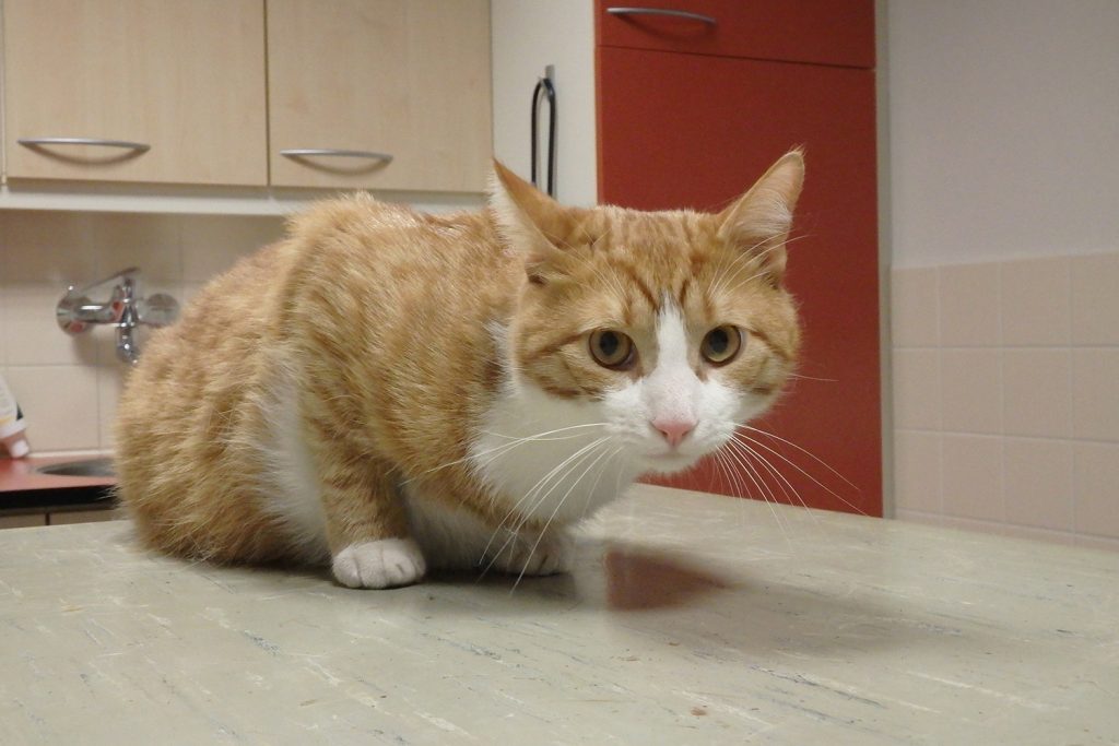 Dierenkliniek Tiel-Drumpt: Bambino, de kat uit Maurik, is net van een naald bevrijd.