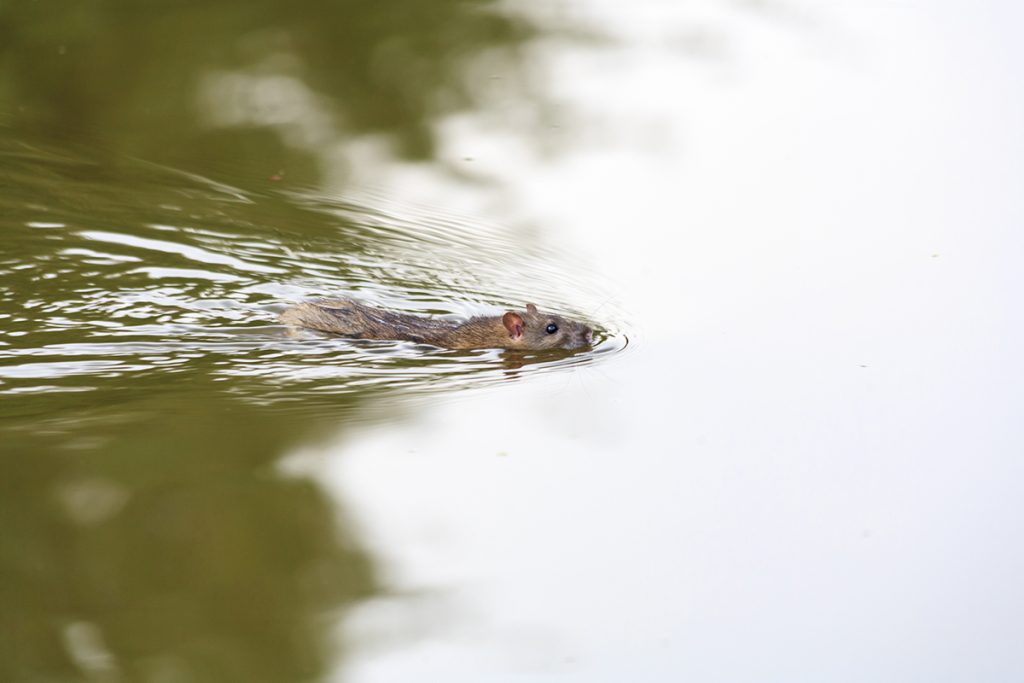 afbeelding Ziekte van Weil aangetroffen