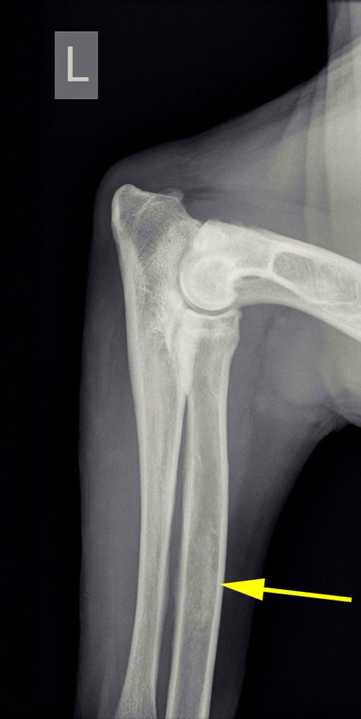 Dierenkliniek Tiel-Drumpt: Op de foto zijn de aanwijzingen voor groeipijn te zien.