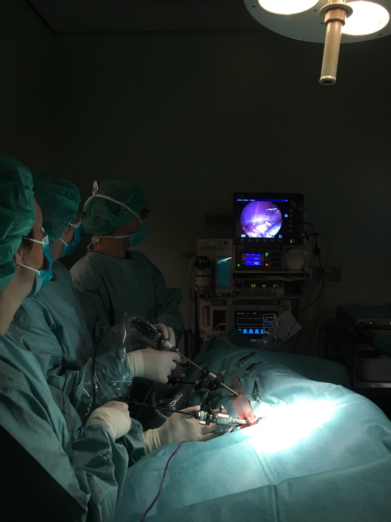 Dierenkliniek Tiel-Drumpt: Een voorbeeld van het laparoscopisch steriliseren van een hond.