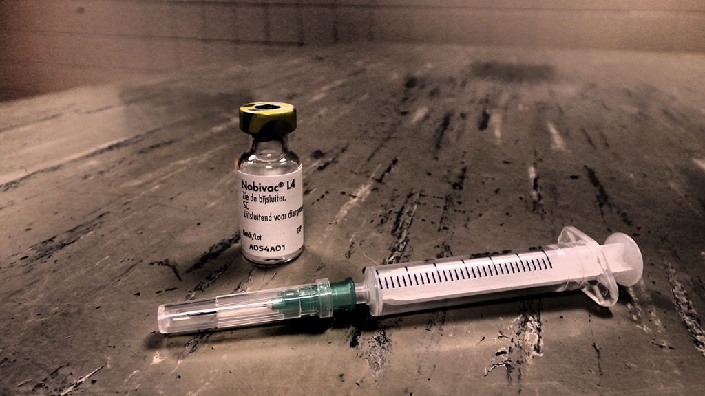 afbeelding Angst voor Nobivac L4-enting: terecht?