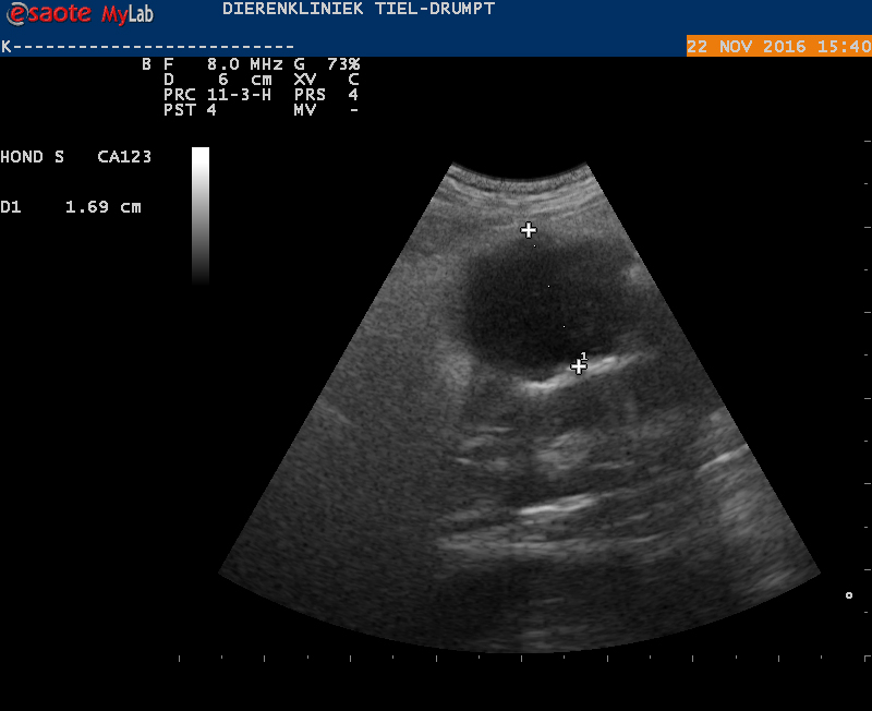 Dierenkliniek Tiel-Drumpt: Bij het maken van een echo bij een hondje met pijn in de buik, zagen we een afwijking bij een darm.