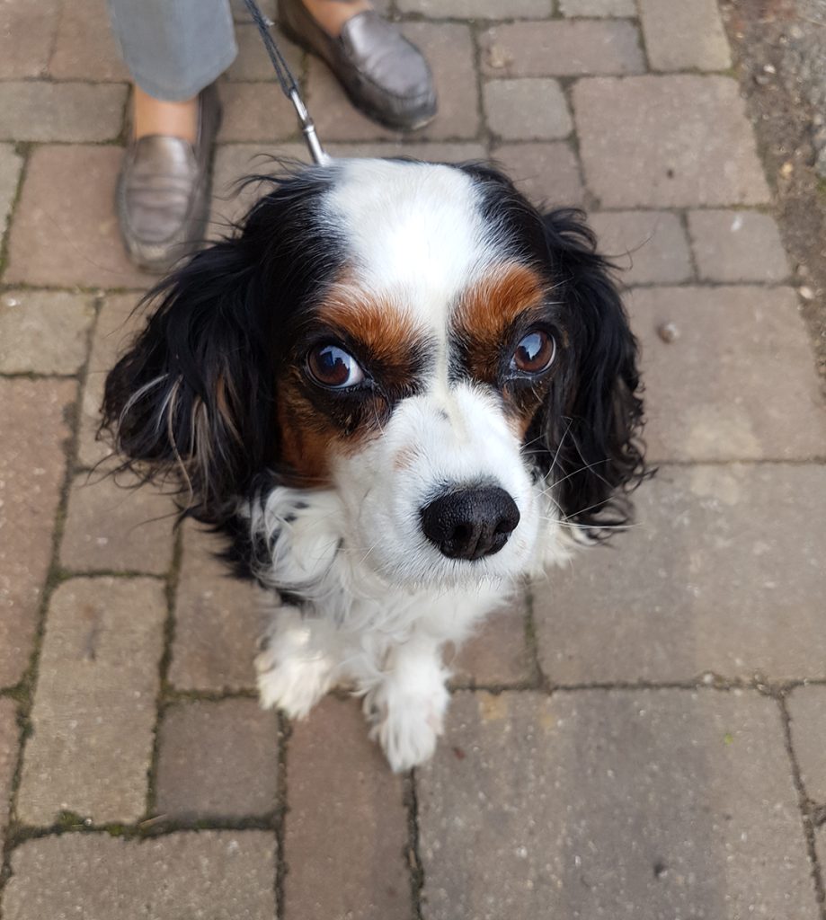 Dierenkliniek Tiel-Drumpt: Hondje Bouli is weer blij en geheel hersteld van haar buikoperatie.