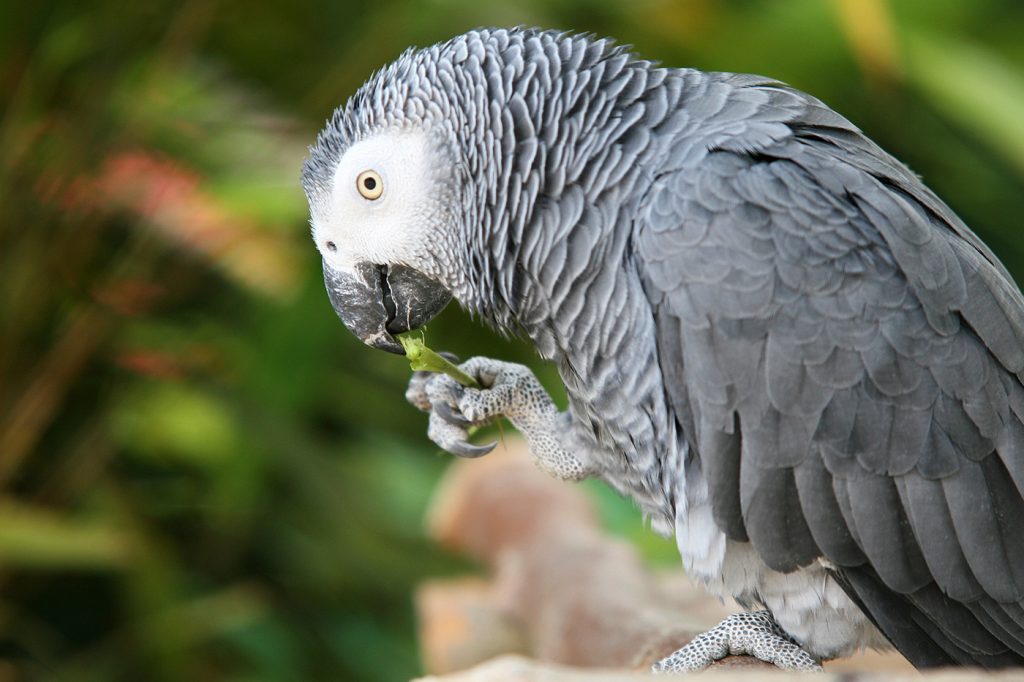 afbeelding Grijze roodstaartpapegaai strenger beschermd