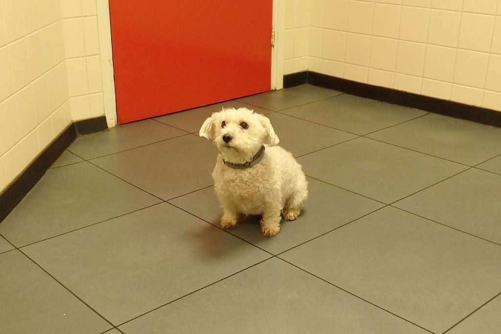 Dierenkliniek Tiel-Drumpt: Amy nadat de blaasstenen via de scoop zijn verwijderd.