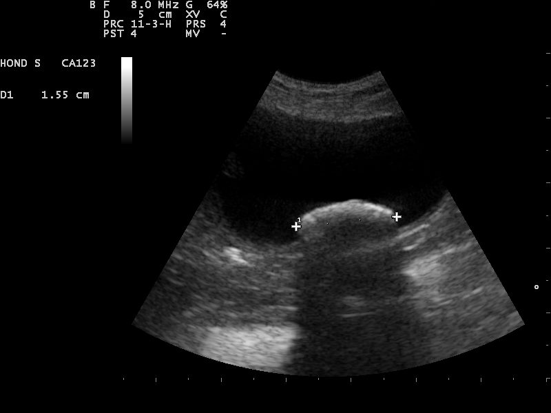 Dierenkliniek Tiel-Drumpt: Met de echo kan de dierenarts heel goed zien of er blaasstenen aanwezig zijn bij hond, kat, konijn en cavia.