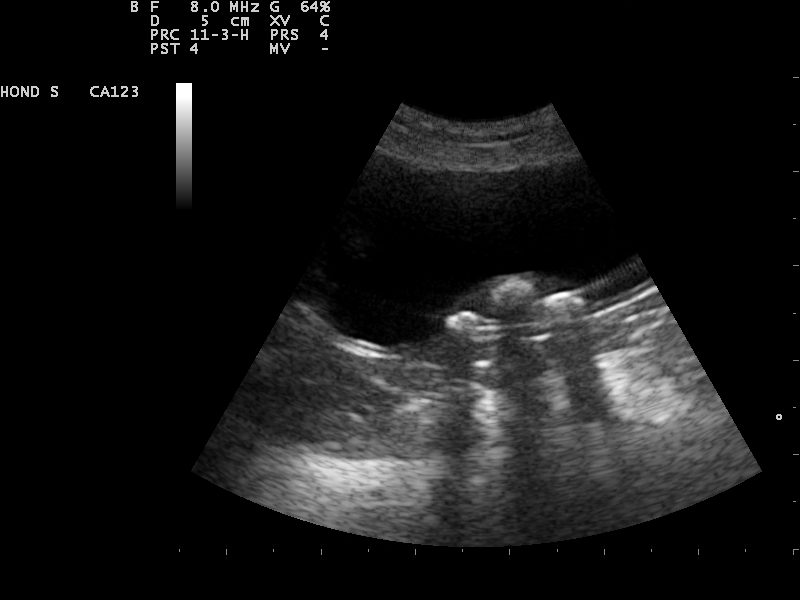 Dierenkliniek Tiel-Drumpt: Bij dit hondje trof de dierenarts met de echo meerdere blaasstenen aan.