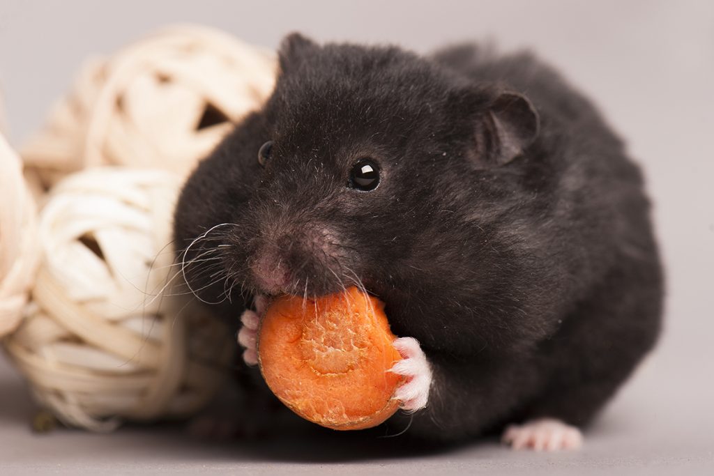 Dierenkliniek Tiel-Drumpt: De hamster staat bekend om de grote wangzakken. Hier kunnen ze heel wat voer in kwijt.