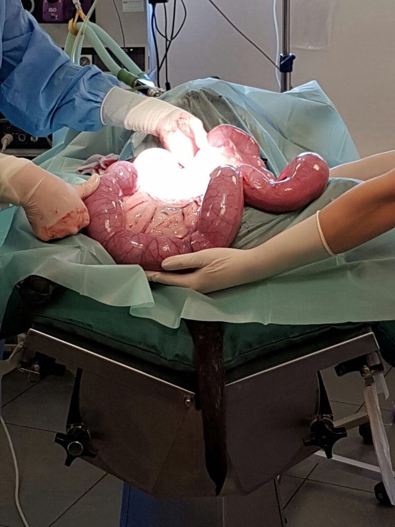 Dierenkliniek Tiel-Drumpt: Als bij een hond een baarmoederontsteking van dit formaat verwijderd wordt, moet de patiënt extra goed in de gaten gehouden worden.