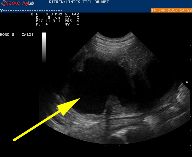 Dierenkliniek Tiel-Drumpt: Met de echo is een baarmoederontsteking bij de hond goed op te sporen, zie de pijl.