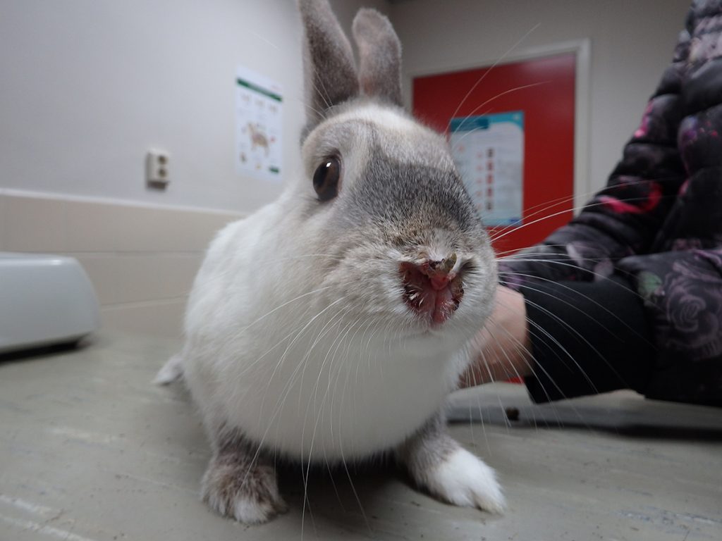 Dierenkliniek Tiel-Drumpt: Konijnensyfilis kan symptoomloos aanwezig zijn, of zoals hier met een soort korstjes op de neus.