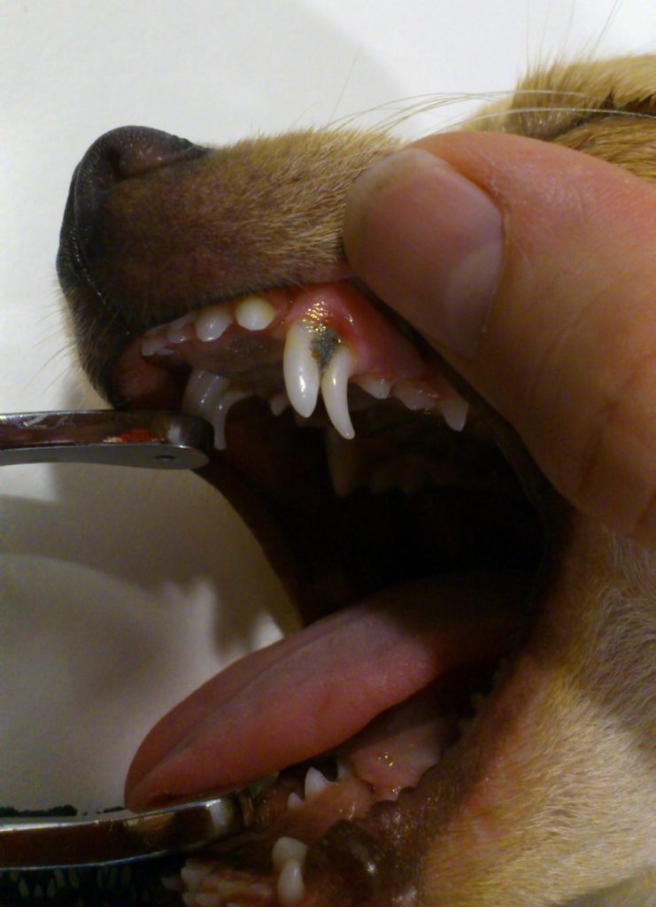 Dierenkliniek Tiel-Drumpt:Wanneer moeten melkelementen verwijderd worden?