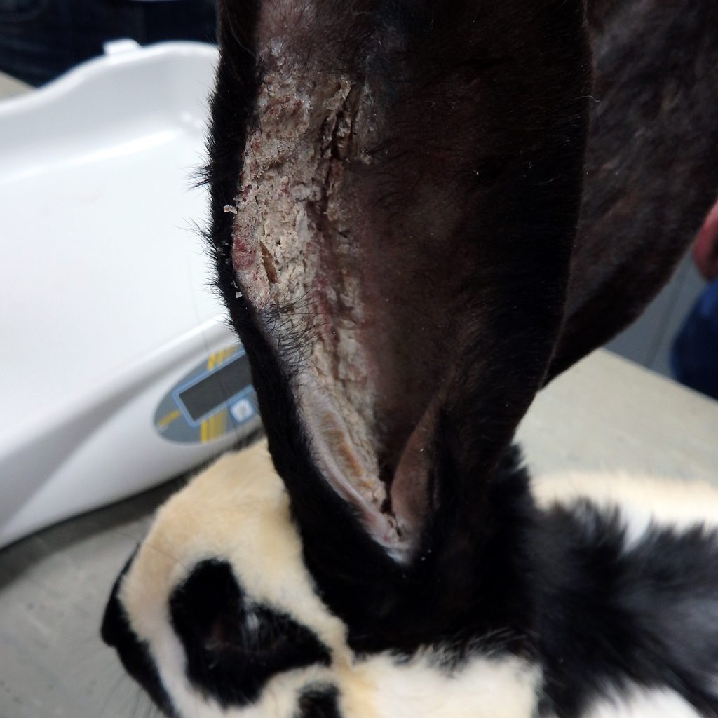 Dierenkliniek Tiel-Drumpt: Met behulp van microscopisch onderzoek kan de dierenarts zien of deze korsten door mijten veroorzaakt worden.