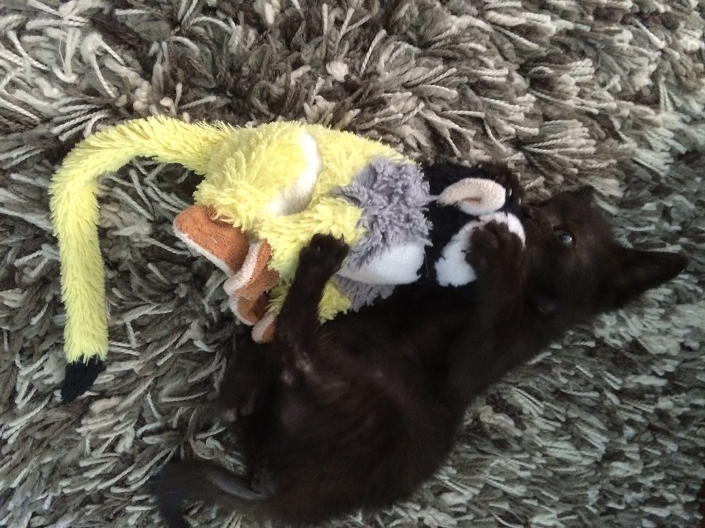 Dierenkliniek Tiel-Drumpt: Dierenarts voor Maurik: we hebben een ruime variatie aan speeltjes.