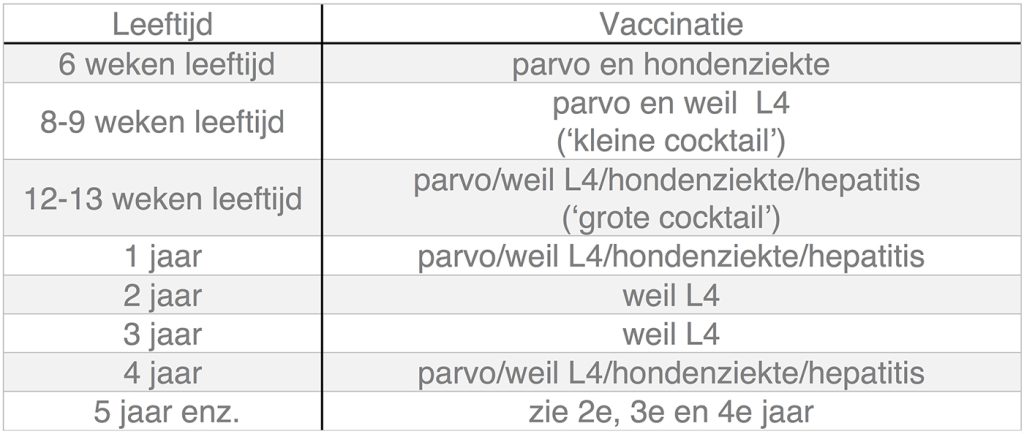 Dierenkliniek Tiel-Drumpt: honden entingen blijven nodig om de dieren, jong en oud te beschermen. Hier is het basisschema weergegeven in een tabel.