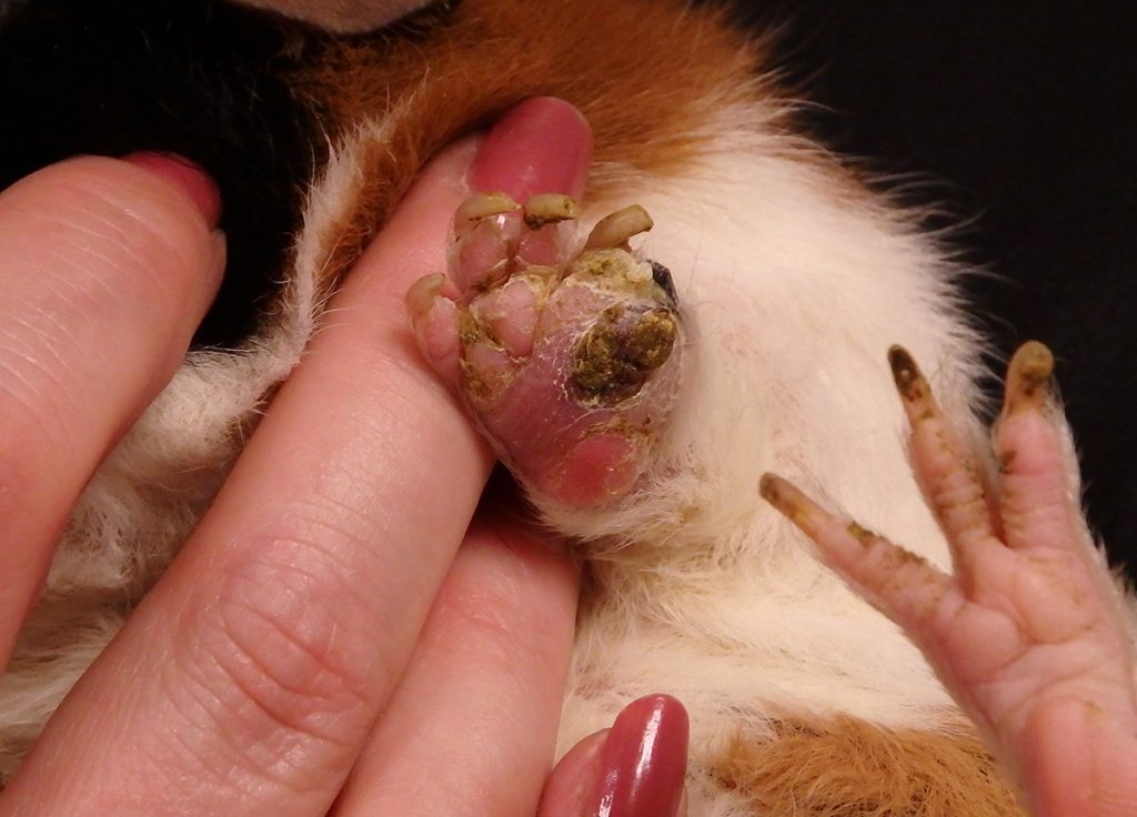 afbeelding Bumble feet