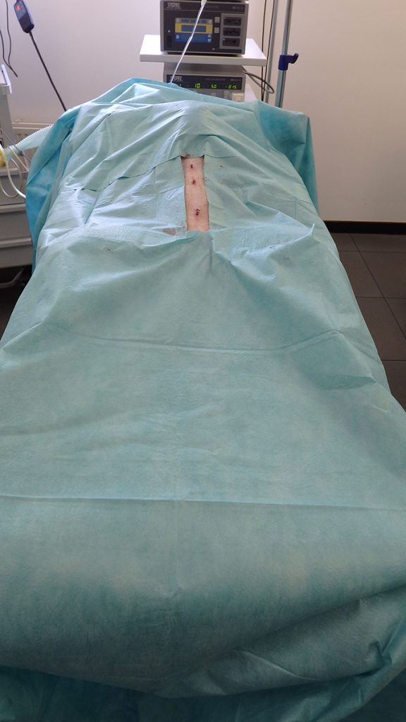 Dierenkliniek Tiel-Drumpt: Laparoscopische sterilisatie bij de hond: Na de operatie hebben we 3 kleine wondjes.