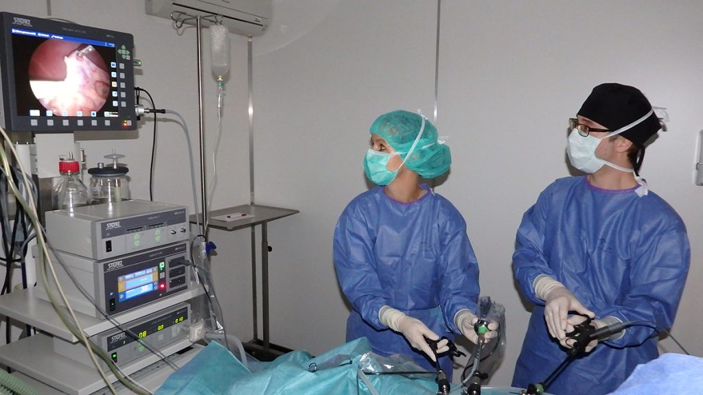 afbeelding Laparoscopische sterilisatie bij de hond