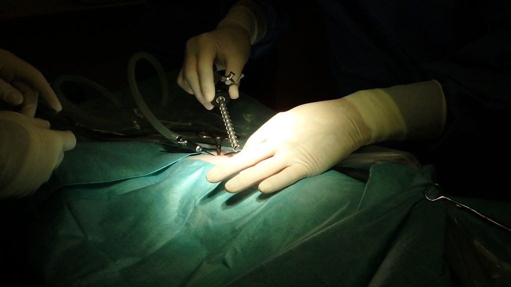 Dierenkliniek Tiel-Drumpt: Laparoscopische sterilisatie bij de hond: Het plaatsen van de eerste trocar.