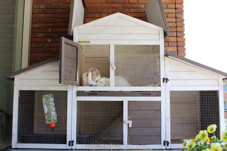 afbeelding Konijn en huisvesting