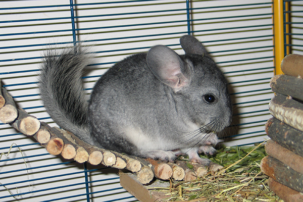 Dierenkliniek Tiel-Drumpt: Chinchilla in het hok.