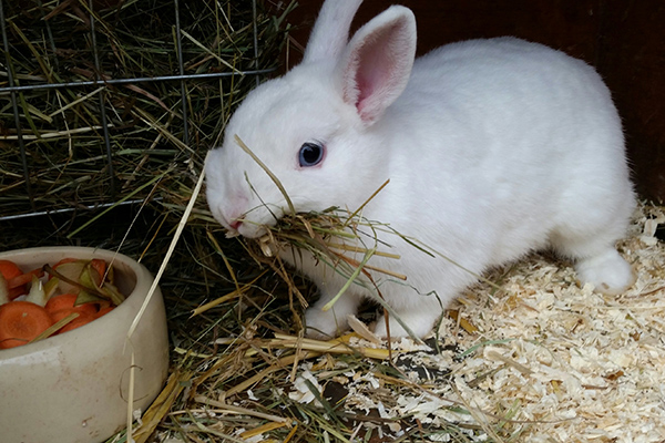 Dierenkliniek Tiel-Drumpt: Wat eet een konijn? Een konijn moet onbeperkt toegang hebben tot een goede kwaliteit hooi.