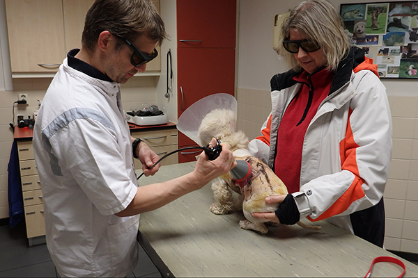 Dierenkliniek Tiel-Drumpt: Een laserbehandeling bij de hond.