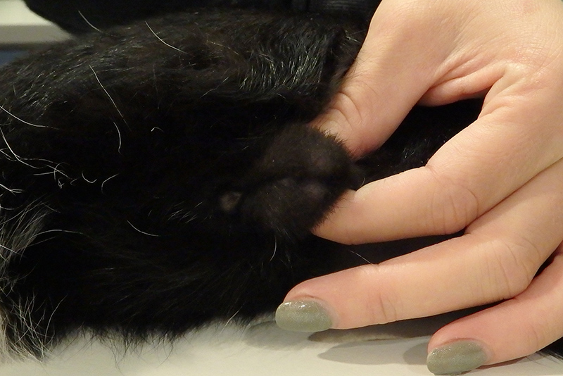 Dierenkliniek Tiel-Drumpt: Bij de castratie van de kater moeten we eerst het haar van het scrotum verwijderen.