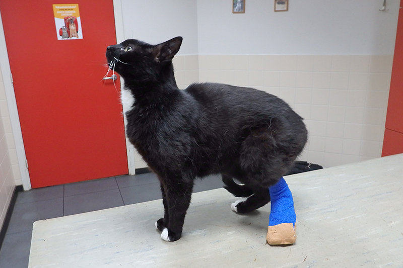 Dierenkliniek Tiel-Drumpt: Verbanden kunnen aangelegd worden bij kat en hond. Deze kat kon goed staan met het spalkverband.