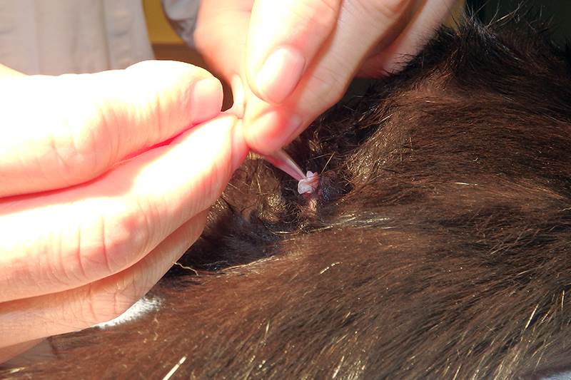 Dierenkliniek Tiel-Drumpt: Bij de castratie van de kater wordt het bloedvat met eigen weefsel afgebonden.