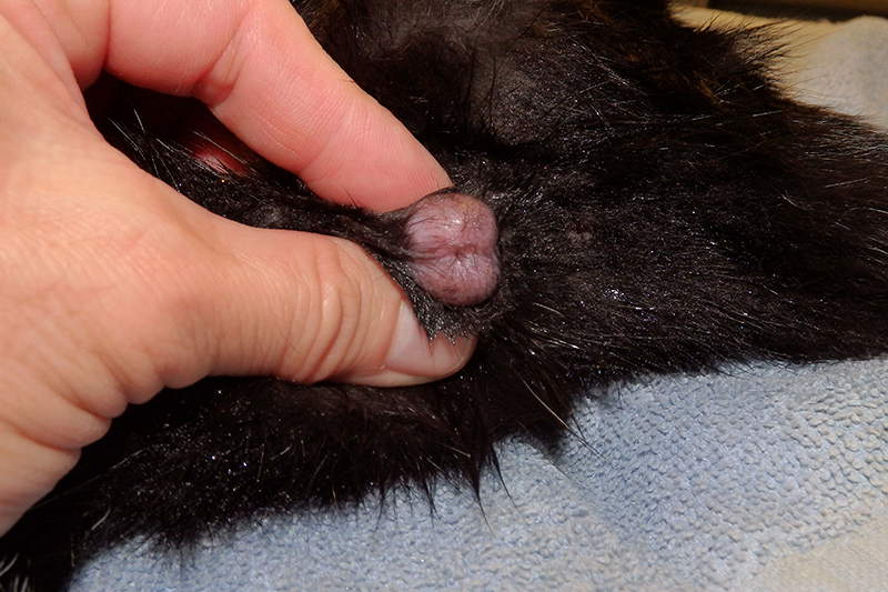 Dierenkliniek Tiel-Drumpt: Bij de castratie van de kater wordt het scrotum, na het plukken, schoongemaakt en gedesinfecteerd.