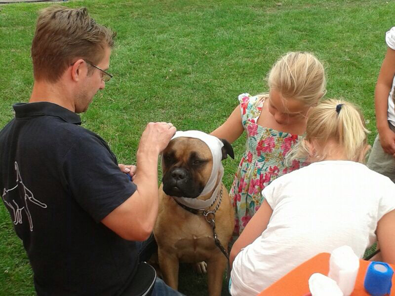 Dierenkliniek Tiel-Drumpt: Bij wondbehandeling kunnen allerlei vormen van verbinden voorbij komen, zoals bijvoorbeeld het kopverband.